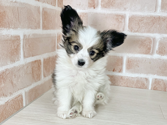 パピヨン, 性別 女の子, 誕生日 2025/11/25, 毛色 ホワイトブラウン, 出身 群馬県, 店舗 東大阪店(大阪府), お問い合わせ番号 402601216