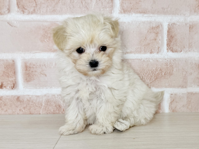 大阪府のマルプー(マルチーズ×プードル) (ペッツファースト東大阪店/2025年11月25日生まれ/女の子/クリーム)の子犬の1枚目の画像