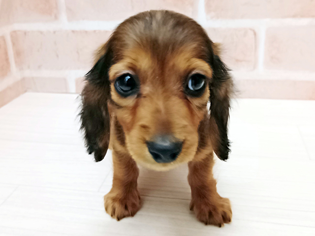 埼玉県のミニチュアダックスフンド(ロング) (ペッツファースト春日部店/2025年11月30日生まれ/男の子/レッド)の子犬