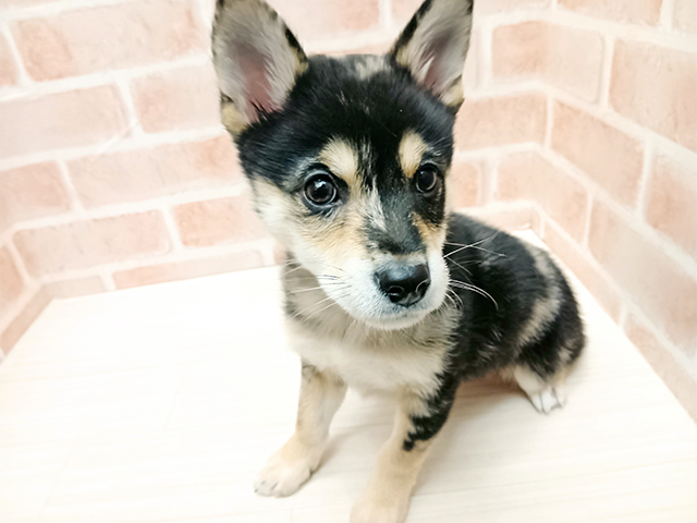 埼玉県のチワ柴/柴チワ/チワシバ(チワワ×柴) (ペッツファースト春日部店/2025年10月18日生まれ/男の子/ブルーマール)の子犬の1枚目の画像