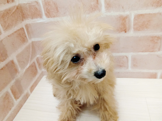 埼玉県のビションプー(ビションフリーゼ×プードル) (ペッツファースト春日部店/2025年9月14日生まれ/男の子/アプリコット)の子犬