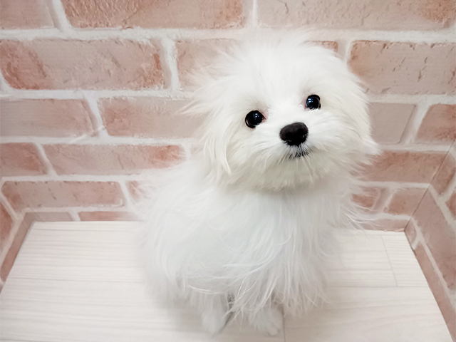 埼玉県のポメマル/マルポメ(ポメラニアン×マルチーズ) (ペッツファースト春日部店/2025年8月18日生まれ/男の子/ホワイト)の子犬