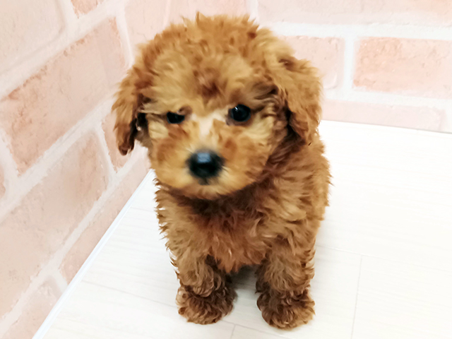 埼玉県のトイプードル(トイ) (ペッツファースト春日部店/2025年11月30日生まれ/男の子/レッド)の子犬