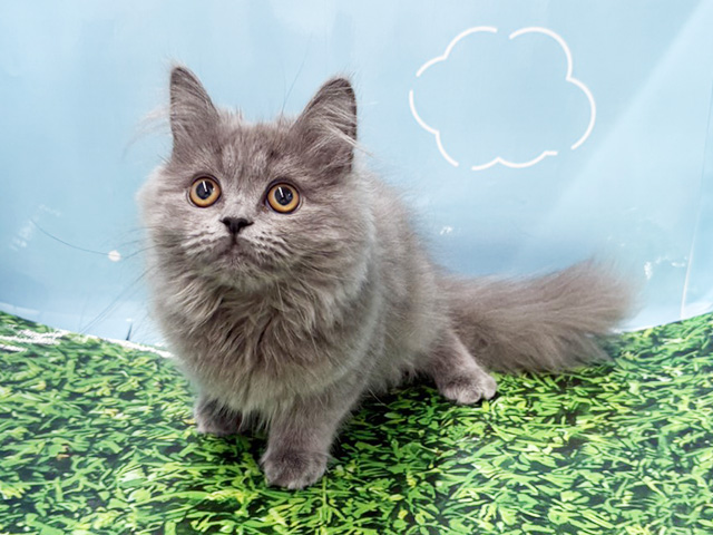 神奈川県のスコティッシュフォールド (ペッツファースト湘南平塚店/2025年11月26日生まれ/男の子/ブルータビー)の子猫の1枚目の画像