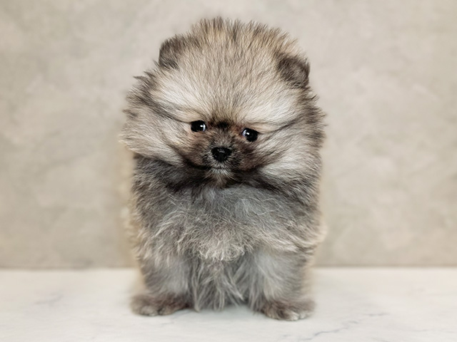 埼玉県のポメラニアン (ペッツファーストPETEMOレイクタウンmori店/2025年12月2日生まれ/女の子/ウルフセーブルホワイト)の子犬の1枚目の画像