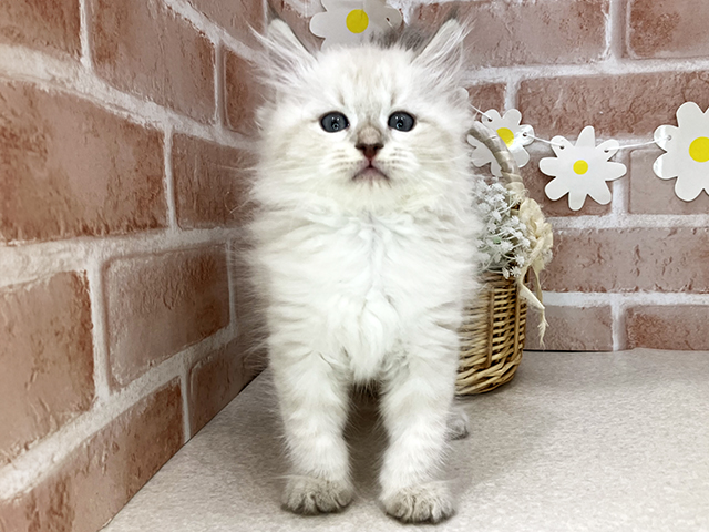 東京都のネヴァマスカレード (ペッツファーストお台場店/2025年12月2日生まれ/男の子/ブルーリンクスポイント)の子猫の1枚目の画像