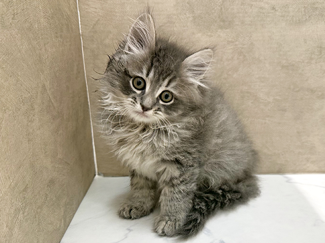 福岡県のサイベリアン (ペッツファースト福津店/2025年12月2日生まれ/男の子/ブルータビー)の子猫