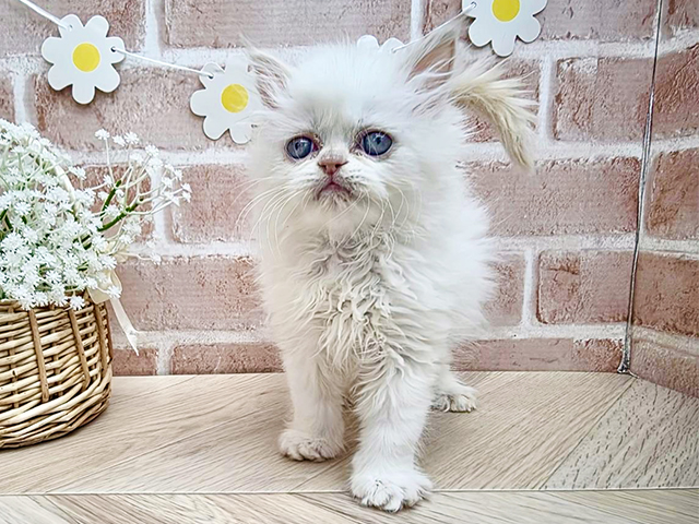 東京都のヒマラヤン (ペッツファーストfor cats武蔵小山店/2025年12月2日生まれ/男の子/クリームポイント)の子猫の1枚目の画像