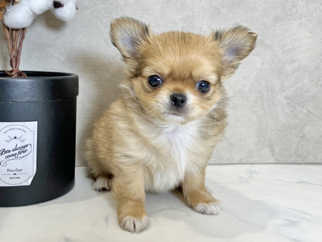 広島県のチワワ(ロング) (ペッツファースト広島祇園店/2025年12月2日生まれ/男の子/レッド)の子犬の1枚目の画像