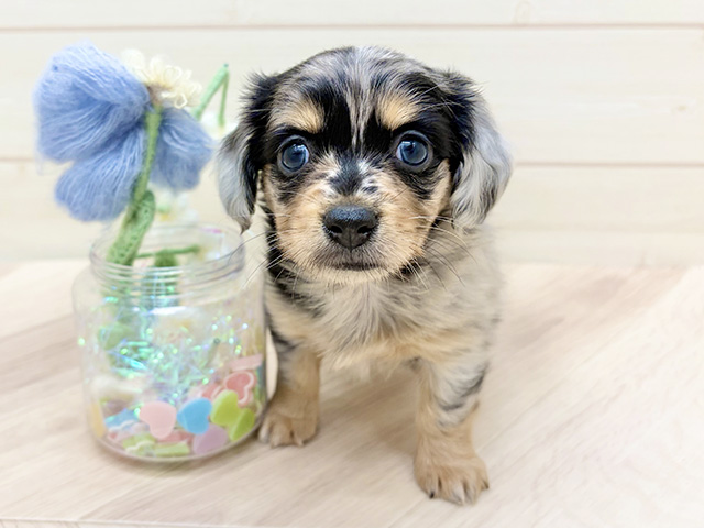 大阪府のチワックス(チワワ×ダックス) (ペッツファーストららぽーと門真店/2025年12月2日生まれ/女の子/ブルーマール)の子犬の1枚目の画像
