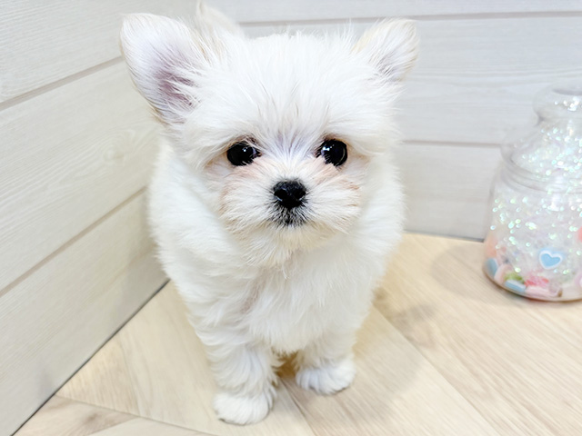 神奈川県のチワマル/マルチワ(チワワ×マルチーズ) (ペッツファースト川崎店/2025年12月2日生まれ/男の子/クリームホワイト)の子犬の1枚目の画像