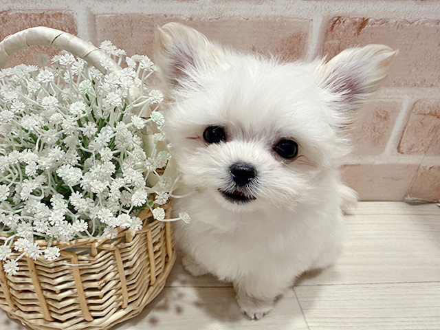 東京都のチワマル/マルチワ(チワワ×マルチーズ) (ペッツファースト町田店/2025年12月2日生まれ/男の子/クリームホワイト)の子犬の1枚目の画像