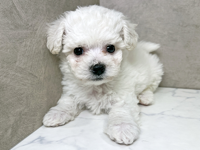 ビションフリーゼ