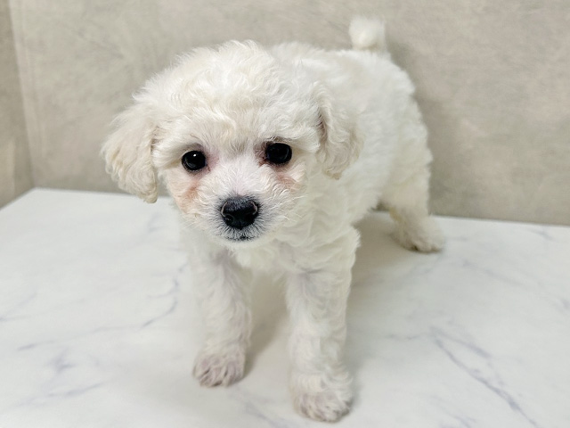 ビションフリーゼ