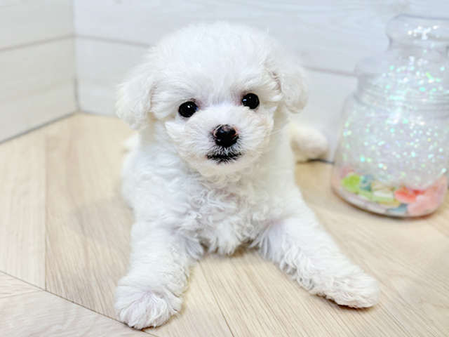 神奈川県のビションフリーゼ (ペッツファースト川崎店/2025年12月2日生まれ/女の子/ホワイト)の子犬の1枚目の画像