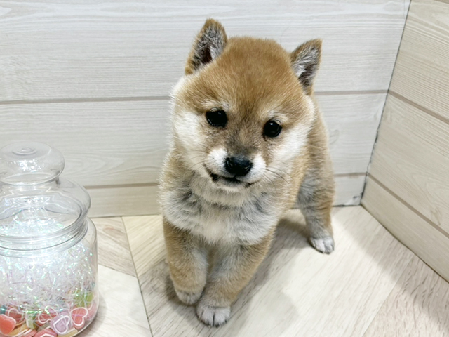 広島県の豆柴 (ペッツファースト広島府中店/2025年12月2日生まれ/女の子/赤)の子犬