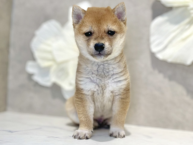 東京都の豆柴 (ペッツファースト下北沢店/2025年12月2日生まれ/男の子/赤)の子犬の1枚目の画像