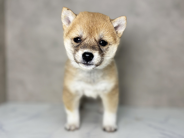 大阪府の豆柴 (ペッツファースト東大阪店/2025年12月2日生まれ/女の子/赤)の子犬の1枚目の画像