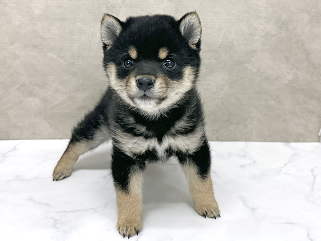 東京都の豆柴 (ペッツファースト八王子多摩美大前店/2025年12月2日生まれ/男の子/黒)の子犬の1枚目の画像