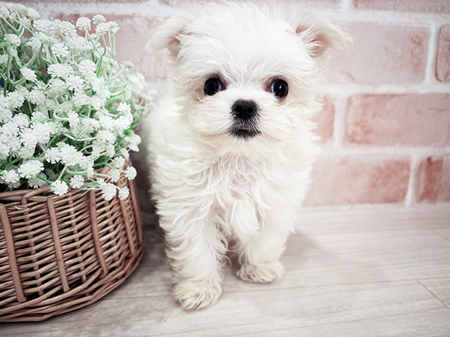 千葉県のチワマル/マルチワ(チワワ×マルチーズ) (ペッツファースト千葉ニュータウン店/2025年11月29日生まれ/女の子/ホワイトクリーム)の子犬の1枚目の画像