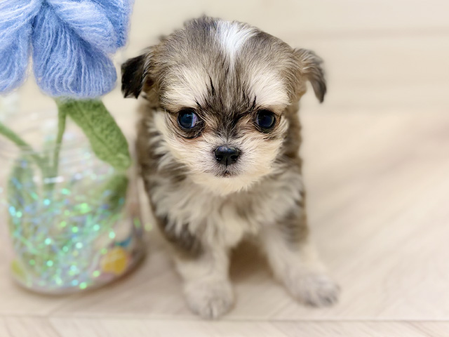 大阪府のチワマル/マルチワ(チワワ×マルチーズ) (ペッツファーストららぽーと門真店/2025年11月29日生まれ/男の子/クリームセーブルホワイト)の子犬の1枚目の画像