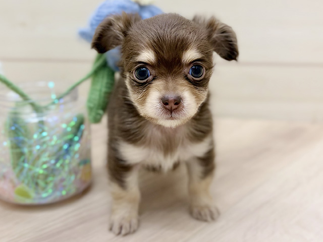 大阪府のチワックス(チワワ×ダックス) (ペッツファーストららぽーと門真店/2025年12月2日生まれ/女の子/チョコレートタン)の子犬の1枚目の画像
