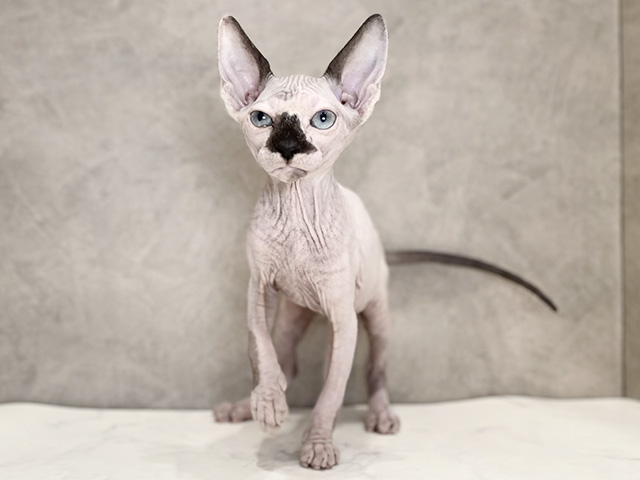 千葉県のスフィンクス (ペッツファーストららぽーとTOKYO-BAY店/2025年11月26日生まれ/女の子/シールポイント)の子猫