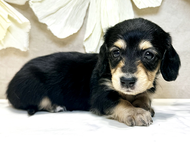 千葉県のミニチュアダックスフンド(ロング) (ペッツファーストおゆみ野店/2025年11月30日生まれ/女の子/ブラックイエロー)の子犬の1枚目の画像