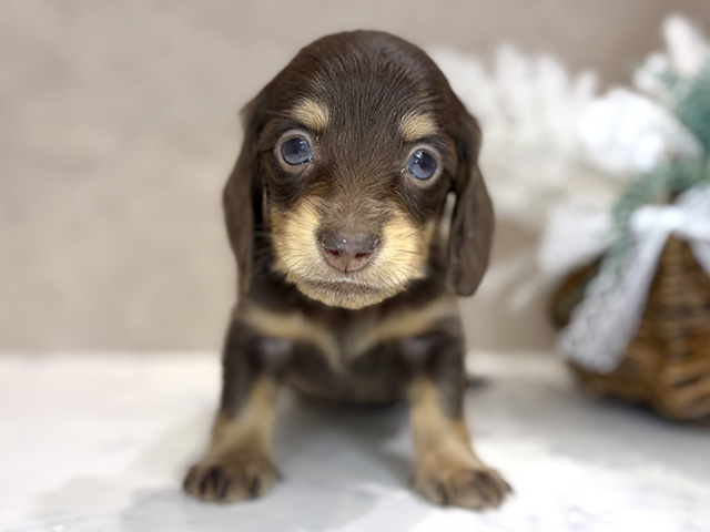 ミニチュアダックスフンド(ロング), 性別 男の子, 誕生日 2025/11/30, 毛色 チョコタン, 出身 愛知県, 店舗 茶屋町店(大阪府), お問い合わせ番号 2554723
