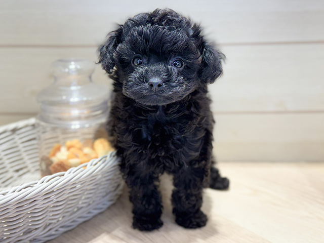 群馬県のトイプードル(タイニー) (ペッツファースト高崎店/2025年12月2日生まれ/女の子/ブラック)の子犬の1枚目の画像