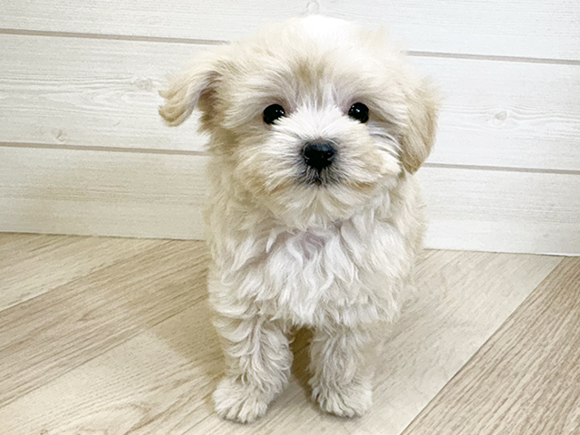 千葉県のチワマル/マルチワ(チワワ×マルチーズ) (ペッツファースト市川コルトンプラザ店/2025年12月2日生まれ/男の子/クリームホワイト)の子犬の1枚目の画像