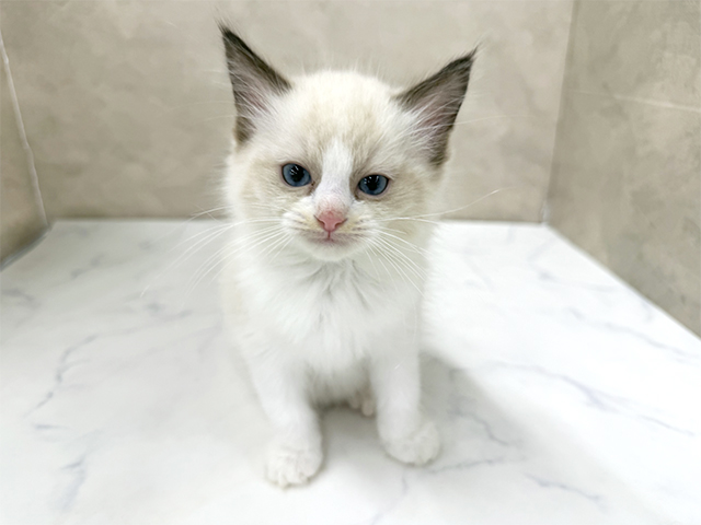 東京都のラグドール (ペッツファースト八王子多摩美大前店/2025年12月2日生まれ/男の子/シールポイントバイカラー)の子猫の1枚目の画像