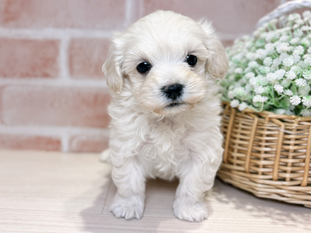 岡山県のマルプー(マルチーズ×プードル) (ペッツファースト倉敷店/2025年11月25日生まれ/男の子/クリーム)の子犬