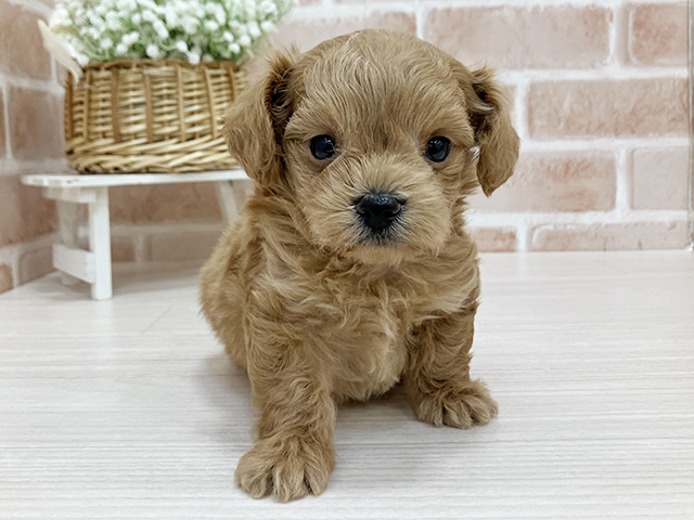 奈良県のチワプー/プーチー(チワワ×プードル) (ペッツファースト奈良登美ヶ丘店/2025年12月2日生まれ/男の子/アプリコット)の子犬の1枚目の画像