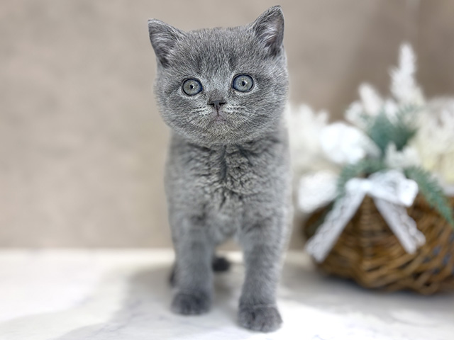 大阪府のブリティッシュショートヘアー (ペッツファースト茶屋町店/2025年12月1日生まれ/女の子/ブルー)の子猫の1枚目の画像
