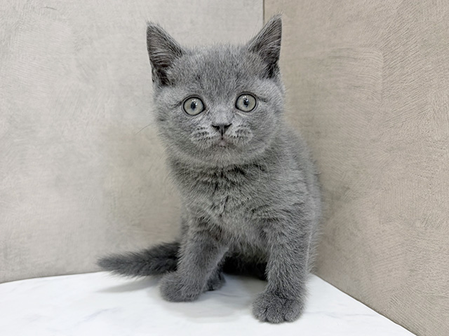 ブリティッシュ