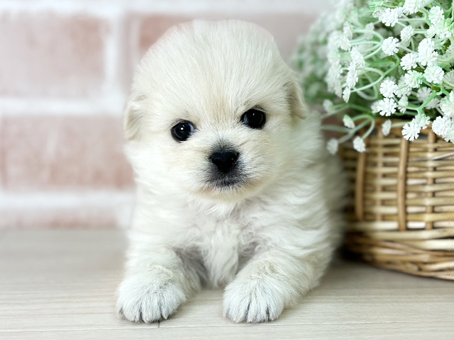 ポメラニアンミックス