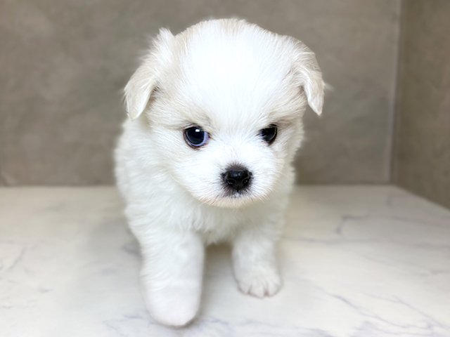 2025年12月2日生まれのペキポメ/ポメペキ(ペキニーズ×ポメラニアン)