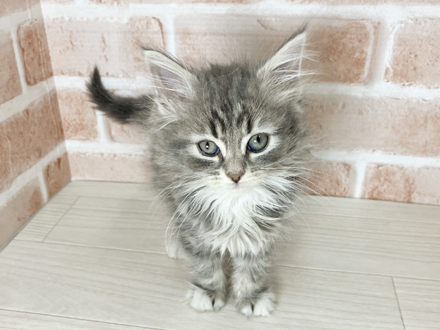 大阪府のノルウェージャンフォレストキャット (ペッツファースト東大阪店/2025年11月30日生まれ/男の子/ブルータビーホワイト)の子猫の1枚目の画像