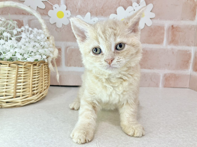 東京都のセルカークレックス (ペッツファーストお台場店/2025年11月30日生まれ/女の子/クリーム)の子猫の1枚目の画像