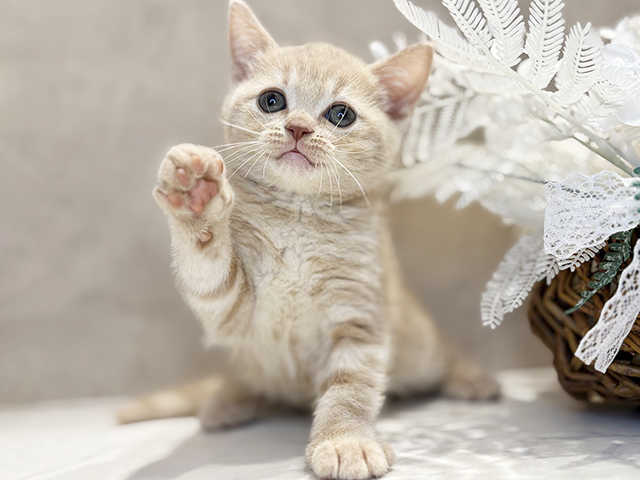 2025年11月30日生まれのアメリカンショートヘアー