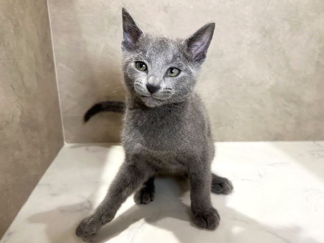秋田県のロシアンブルー (ペッツファースト秋田店/2025年11月22日生まれ/男の子/ブルー)の子猫の1枚目の画像
