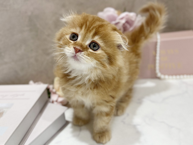 東京都のスコティッシュフォールド (ペッツファースト新宿店/2025年11月27日生まれ/女の子/レッドタビー)の子猫