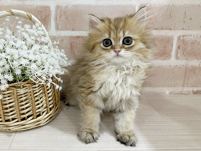 神奈川県のペルシャ (ペッツファーストfor cats横浜元町店/2025年11月27日生まれ/女の子/チンチラゴールデン)の子猫の1枚目の画像
