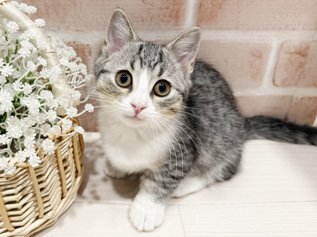 東京都のマンチカン (ペッツファースト町田店/2025年11月25日生まれ/女の子/シルバースポットタビー)の子猫の1枚目の画像