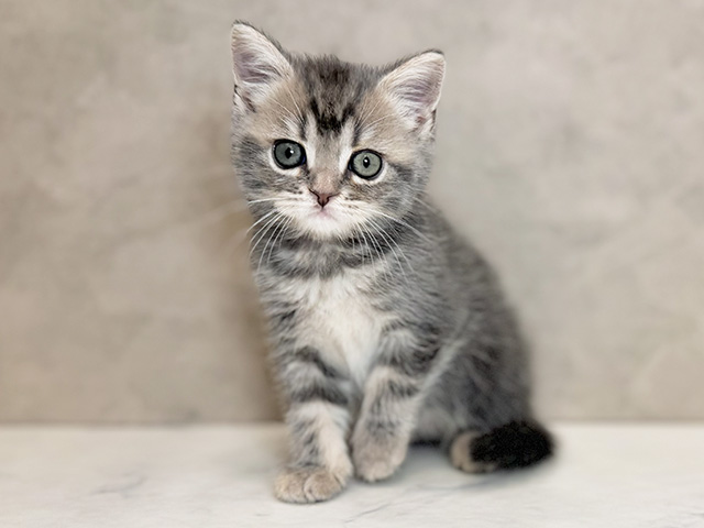 埼玉県のマンチカン (ペッツファーストPETEMOレイクタウンmori店/2025年11月28日生まれ/女の子/ブルータビー)の子猫の1枚目の画像