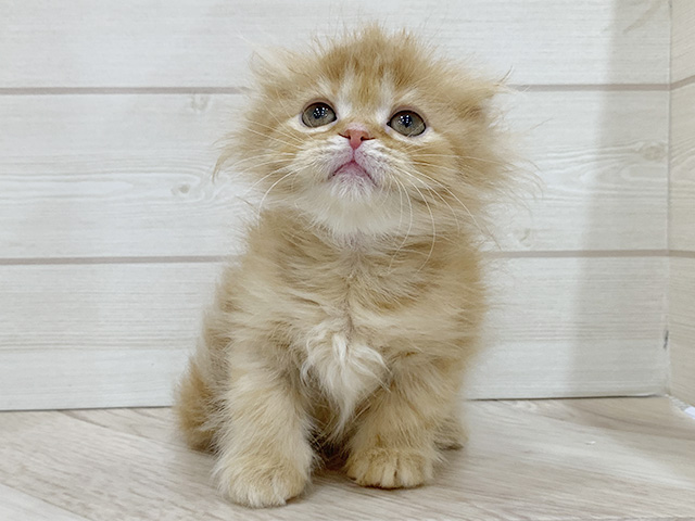 福岡県のスコティッシュフォールド (ペッツファースト福岡天神店/2025年11月30日生まれ/女の子/レッドタビー)の子猫