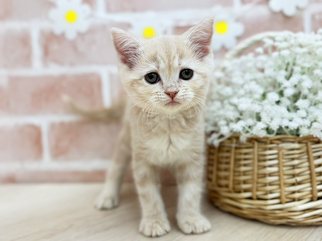東京都のスコティッシュフォールド (ペッツファーストfor cats武蔵小山店/2025年11月30日生まれ/女の子/クリームタビー)の子猫の1枚目の画像