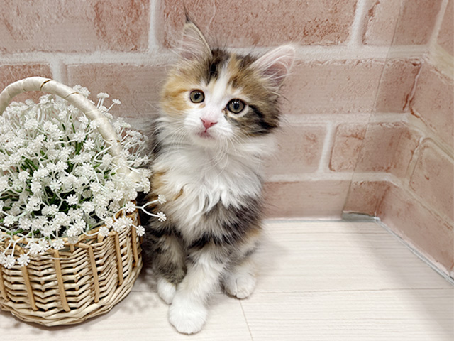 東京都のサイベリアン (ペッツファースト町田店/2025年11月27日生まれ/女の子/ブラウンパッチドタビーホワイト)の子猫の1枚目の画像