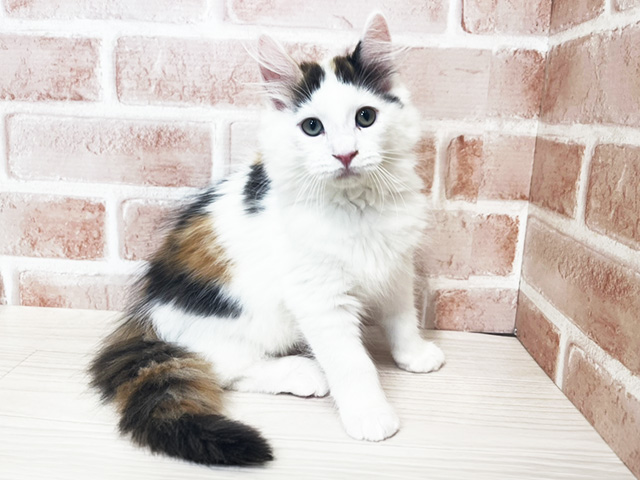 埼玉県のメインクーン (ペッツファースト入間店/2025年11月28日生まれ/女の子/キャリコ)の子猫の1枚目の画像